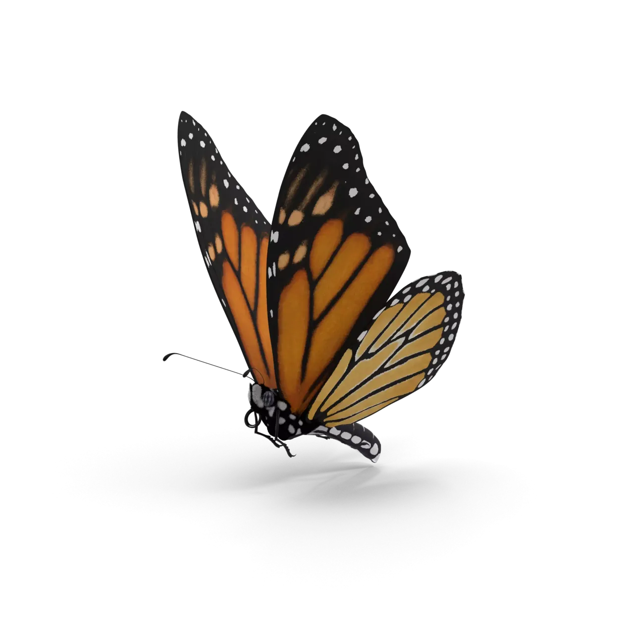 A butterfly as the Agile quickcard header image
